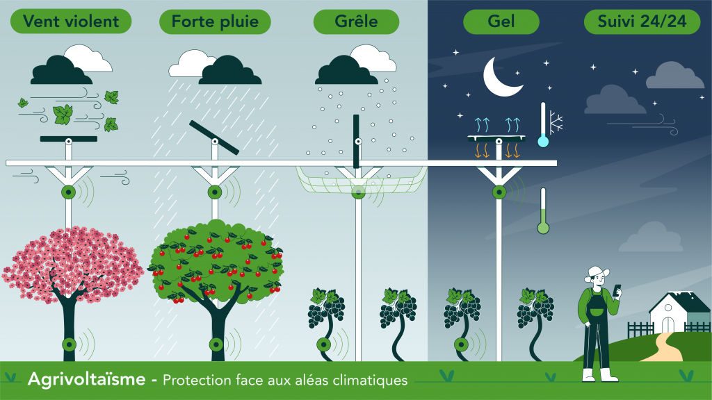 Illustration agrivoltaïsme décrivant le fonctionnement de spanneaux photovoltaïques en fonction des aléas climatiques